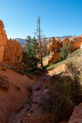 Bryce Canyon Trail