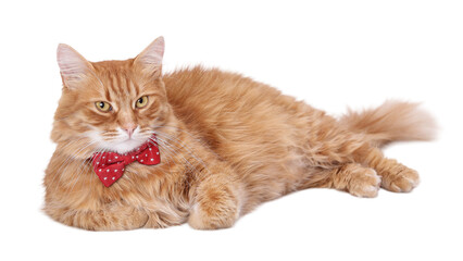 Red long-haired cat in a red bow tie, minimalist studio portrait on a white background, isolated, pet, high resolution, PNG format.
