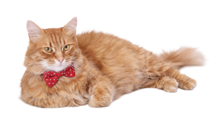 Red long-haired cat in a red bow tie, minimalist studio portrait on a white background, isolated, pet, high resolution, PNG format.