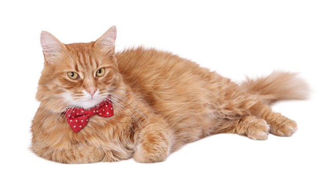 Red long-haired cat in a red bow tie, minimalist studio portrait on a white background, isolated, pet, high resolution, PNG format. - Powered by Adobe