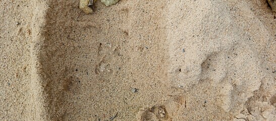 Natural Sand Texture with Subtle Footprint Marks and Organic Grain Surface Background