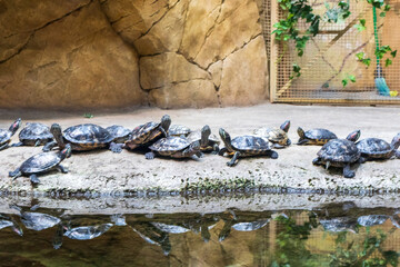 The photograph displays a group of red-eared slider turtles. Animals