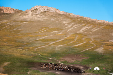 Traditional yurt camp with grazing goats set in the rolling hills of Song Kul, Kyrgyzstan, surrounded by wide open mountain scenery.