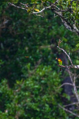 Moments of bird
