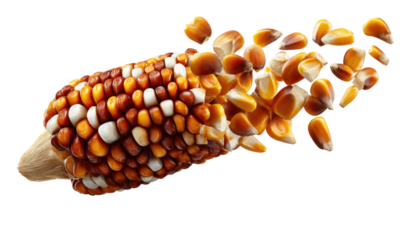 Corn's Golden Shower: An intricate portrayal of a vibrant corn cob shedding its individual kernels, showcasing the beauty of each grain in a dynamic display of harvest abundance.