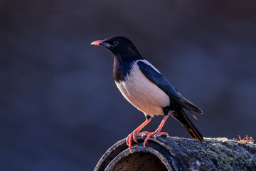rosy starling