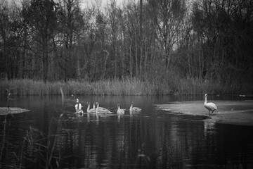 A serene black and white photograph of swans swimming on a partially frozen lake surrounded by bare winter trees