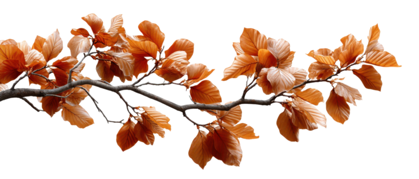 Autumnal Branch: A close-up view presents a slender branch adorned with delicate, rust-colored leaves, evoking the serene beauty of the season. 