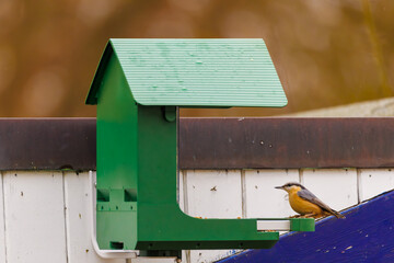 A colorful Eurasian nuthatch perched on the edge of a green bird feeder attached to a wooden fence.