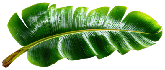 Botanical Serenity: Close-up of a lush, vibrant banana leaf, displaying intricate veins and a rich, natural green hue.