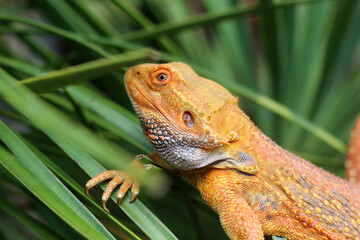 Bearded dragon lizard on Natural Habitat ,Close up image of Inland Bearded Dragon (Pogona vitticeps), Australian Bearded Dragon 