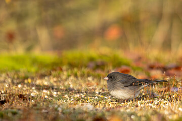 Canada, 14 October 2025 : Small bird quietly resting among autumn leaves and golden grass