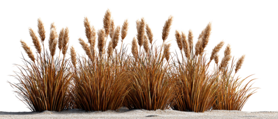 Golden Grasses on Sandy Terrain:  A cluster of sun-kissed, golden grasses, their feathery plumes swaying gently, sits atop a bed of soft sand.