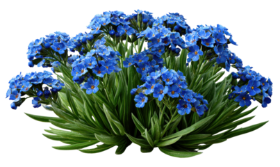 Floral Delight: A captivating cluster of vibrant blue blooms, embodying elegance and serenity, flourishing against a backdrop of fresh, verdant foliage.