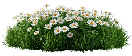 Blossoming Meadow: An overhead view captures a lush expanse of vibrant green grass punctuated by a profusion of delicate, daisy flowers, offering a sense of freshness and natural beauty.