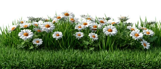 Blooming Daisies in Grassy Field: Delicate white daisies stand out against a backdrop of fresh, verdant grass, evoking a sense of calm and natural beauty. 