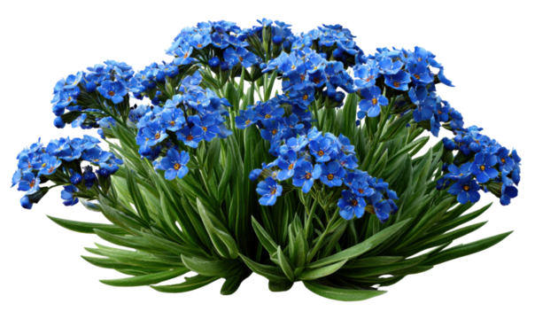 Floral Delight: A captivating cluster of vibrant blue blooms, embodying elegance and serenity, flourishing against a backdrop of fresh, verdant foliage.