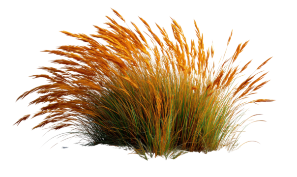 Golden Grass Whispers: a captivating display of ornamental grasses in a vibrant amber hue, gently swaying in the wind, evoking a sense of serenity.
