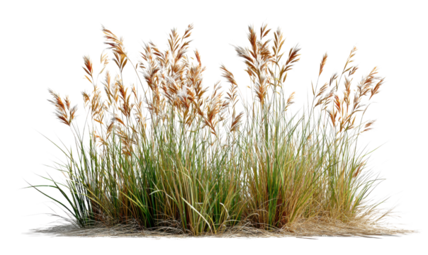 Golden Grass Field: Capturing the beauty of nature, the image features a lush field of golden grass, a testament to the serene splendor of the outdoors.
