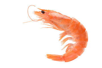 Shrimp isolated on white