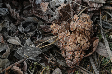 close up of frozen leaves on the ground