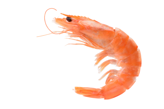 Shrimp isolated on white