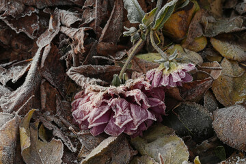frozen autumn flowers and leaves on the ground in autumn 