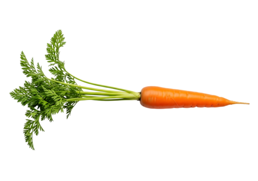 Freshly picked organic whole carrot with vibrant green tops.