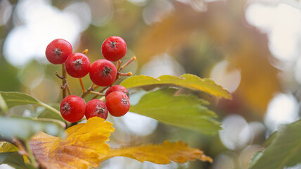 Bright red rowan berries against a golden autumn backdrop with highlights and bokeh through the foliage