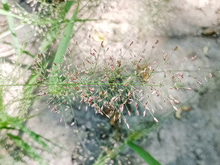 Close up view of green grass with seed heads in soft focus light