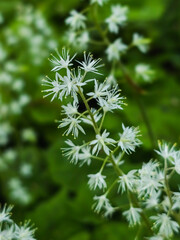 Upright flower spike of OSTRYA VIRGINIANA with soft green background