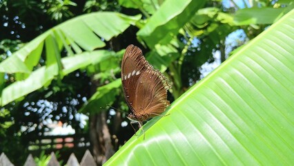 Butterfly on The Banana Leaf