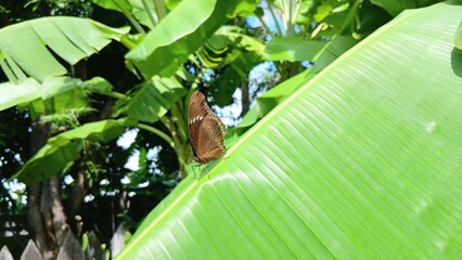 Butterfly on The Banana Leaf © Jeerapa Lor