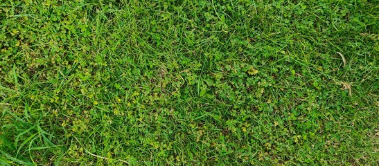 Green grass and clover ground texture in natural outdoor environment © ใหม่ ยิ้มเหงา