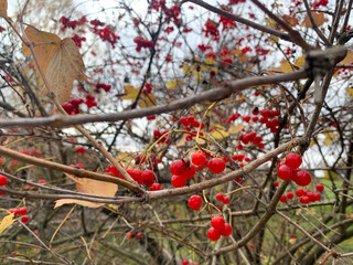red berries of a tree in the garden