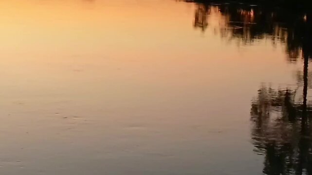 Blurred Trees Shadow on Water Surface