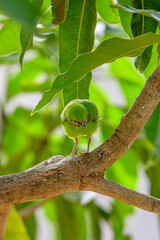 Moments of bird