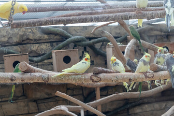 The photograph shows a group of cockatiels. Birds