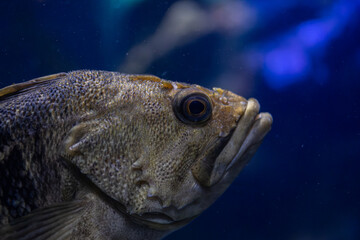 Close up of fish underwater in aquarium environment with blue background