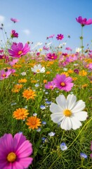 Fototapeta premium Vibrant wildflower meadow under bright blue sky