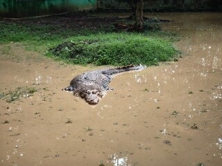 Obraz premium large crocodile floating calmly in muddy water