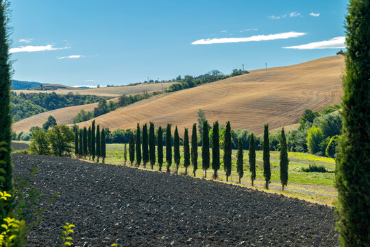 Tuscan countryside land with cypress trees, Peccioli hills, Italy