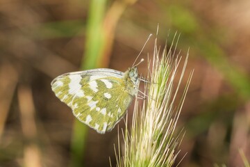 Closeup on an Eastern bath white butterfly, Pontia edusa, on the tip of dried grass in North Bulgaria