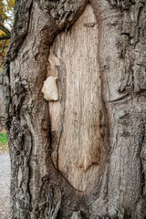 Close-up shot reveals the intricate details of an old tree, complete with textured bark, a cavity, and a unique fungus growth.