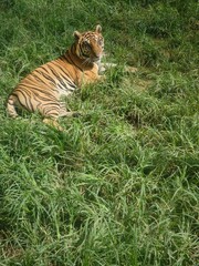 calm tiger resting on lush grass while watching its surroundings quietly