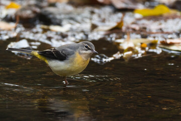 Small bird standing in a shallow stream in autumn
