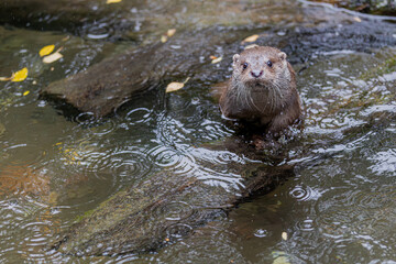 Obraz premium Fischotter