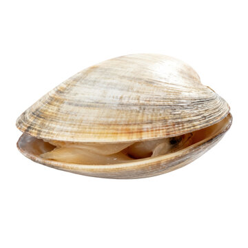 Fresh raw clam natural seafood shellfish. healthy food ingredient and mollusk for gourmet cooking