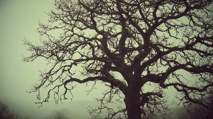 Skeletal bare branches of a gnarled deciduous tree reaching towards a misty sky