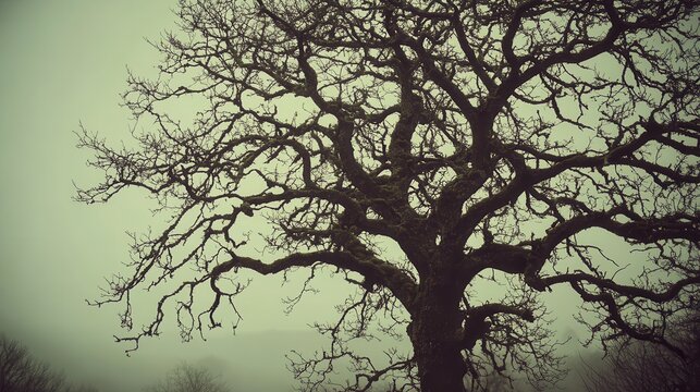 Skeletal bare branches of a gnarled deciduous tree reaching towards a misty sky